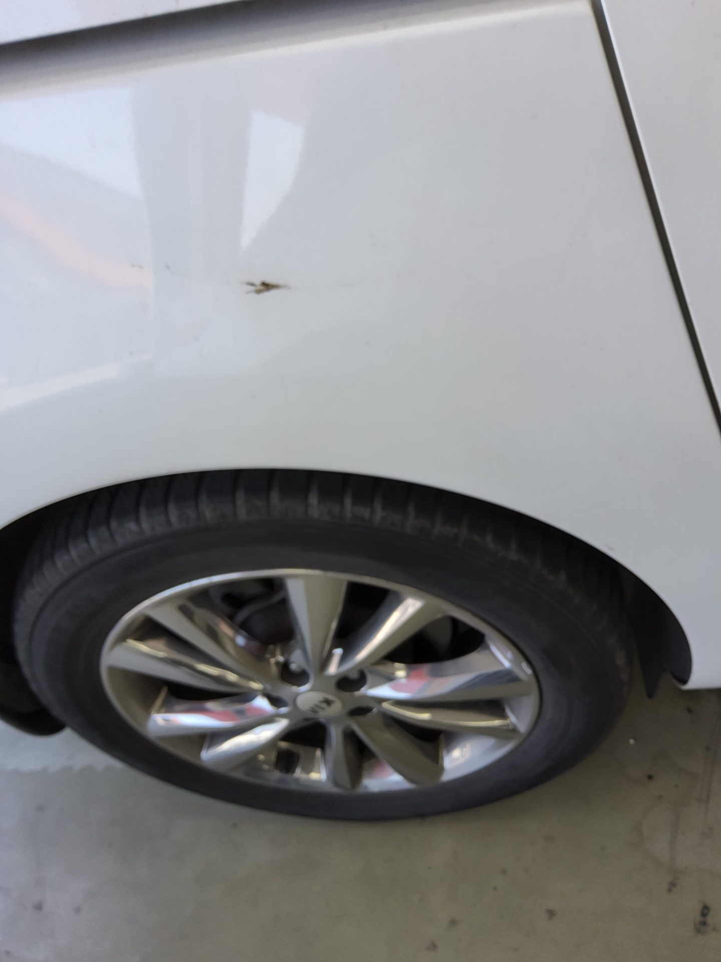 2019 - kia carnival